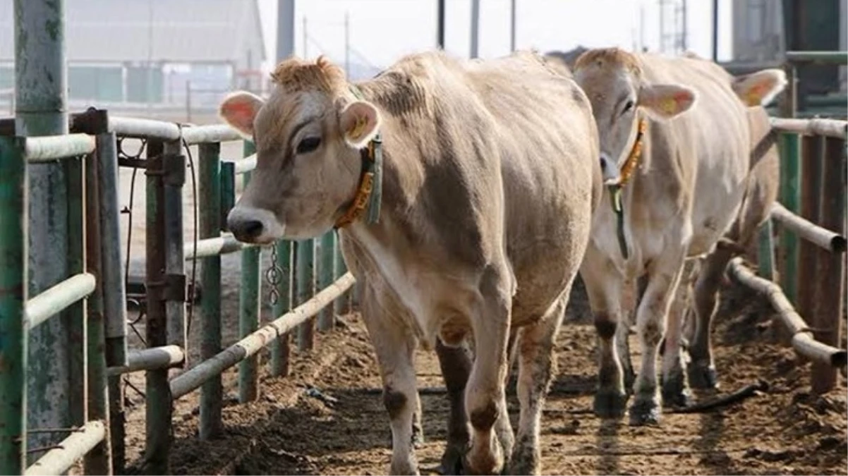 2024 yılında 600 bin baş besilik sığır ithal edecek